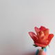 Illustration for article titled 20 Amazing Photos of Food As Art